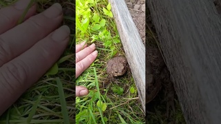 Любимые жабуси - наши помощники  на дачном участке