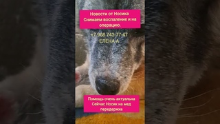 Носик, спасен из отлова, в Казахстане, очень плохо с носом у него дела . готовится к операции.