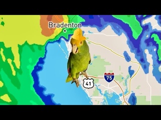 Tico Rides the Storm Out