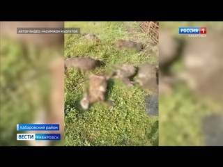 Кто загрыз овец в Хабаровском районе, выясняют полиция и прокуратура