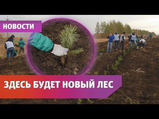 В Чернореченском лесничестве посадили 16 тысяч сеянцев сосны