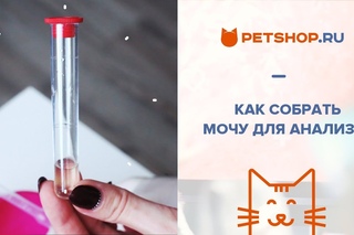 КАК СОБРАТЬ МОЧУ ДЛЯ АНАЛИЗА У КОШЕК? СИМПТОМЫ БОЛЕЗНИ КОШКИ