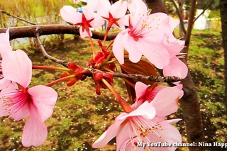 NHR ✿ Spring in Vladivostok 2014 ✿ Сад дружбы Тояма-Владивосток ♥ Nina HappyRich