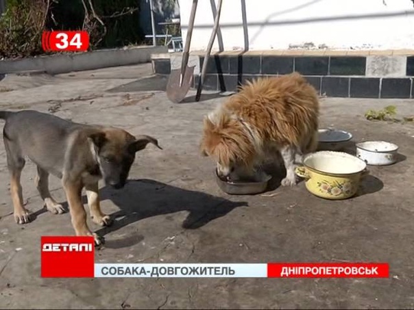 30 летняя собака