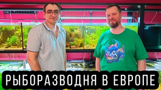 Домашняя аквариумная рыборазводня в Европе! Каких рыбок разводят в Германии! 4K