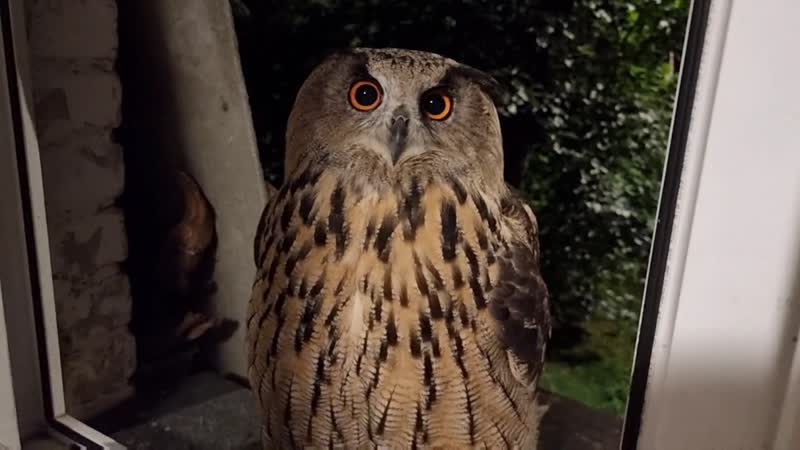 Сова трапезничать желает Филин Ёль смакует крыску. ASMR для