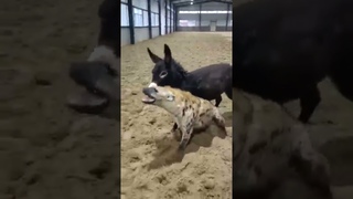 donkey vs hyena #shorts #hyena