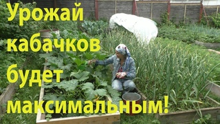 Лучшая подкормка для кабачков