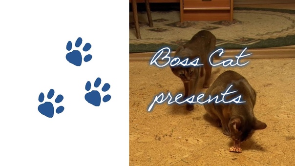 Boss Cat Crazy Aby Cats With