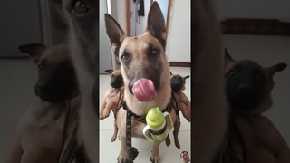#music #anime #phonk #remix #genshinimpact #dog #pets #germanshepherd #malinois #becgie
