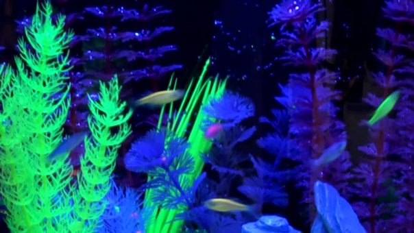 Learn about the Glo Fish Fluorescent Fish
