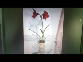 как заставить цвести гиппеаструм