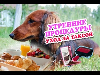 Утро с Хью / Уход за длинношерстной таксой