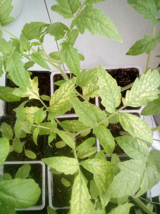 фитофтороз петунии. стрик рассады томатов. белая рассада помидор. белые пятна на рассаде томатов на листьях. септориоз на рассаде томатов.