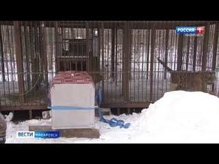 «Это не котята, не так просто поймать»: в Хабаровском крае охотоведы начали отлов конфликтных тигров