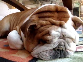 Bulldog Google sleep nightmare
