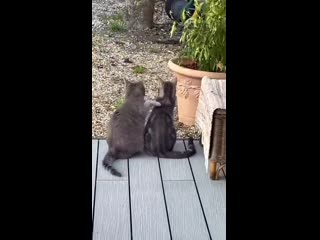 Pretty good smoochie frens