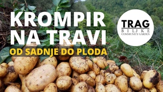 KROMPIR NA TRAVI - OD SADNJE DO PLODA (2021) [TRAG BILJKE]