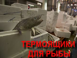 Термоящики для рыбы