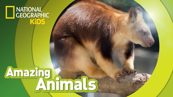 Tree Kangaroo, AMAZING