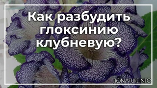 Как разбудить глоксинию клубневую |