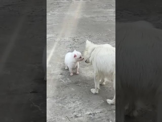 Mother Dog Taking Care of her Puppy ! Subscribe & Share #mommy #shorts #cutepuppies #dogs #doglover