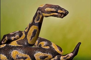 10 Stunning Examples Of Animal Body Art