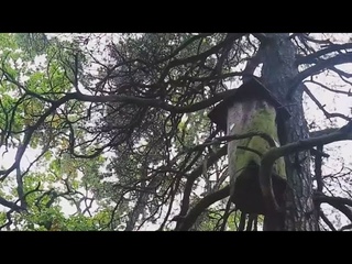 Лесное бортничество Беларуси и Польши  теперь под опекой ЮНЕСКО
