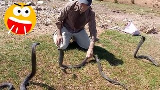 Play with lions and don't play with cobras