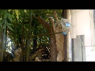 Husky escape