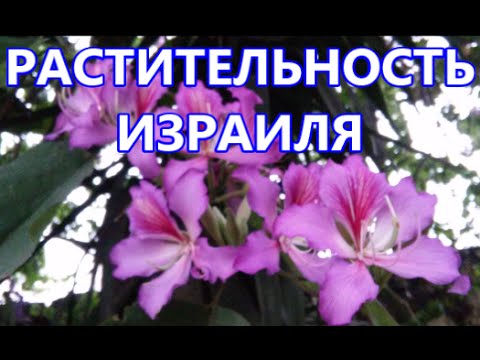 РАСТИТЕЛЬНОСТЬ ИЗРАИЛЯ ПУТЕШЕСТВУЕМ ПО ИЗРАИЛЮ VEGETATION OF ISRAEL