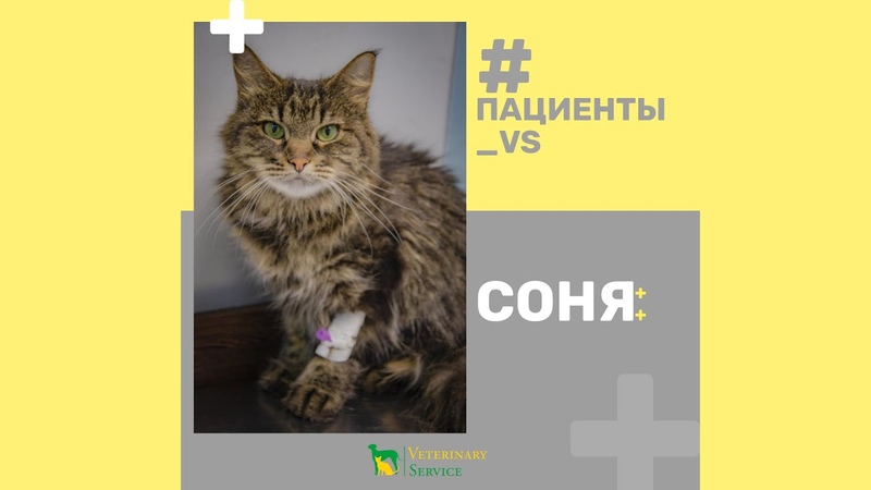 Кошка проглотила