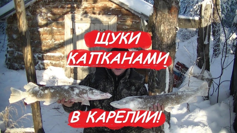 ЛОВИМ ЩУК НА КОРЮШКУ, ПРОВЕРКА КАПКАНОВ, ЛЮБИТ КОРЮШКУ