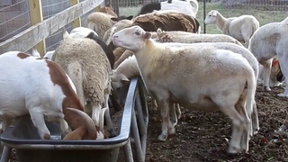 Katahdin Sheep