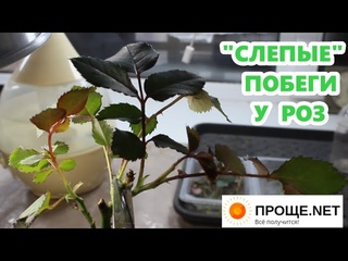 Работаем со “слепыми“ побегами. Для начинающих розоводов.