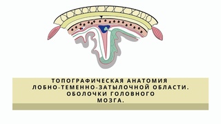 Топографическая анатомия лобно-теменно-затылочной области. Оболочки головного мозга.