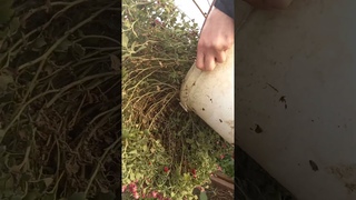 Video by Ведьмина избушка