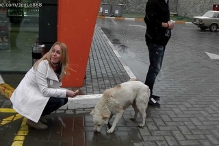 funny dog at﻿ the gas station 2 / веселая собака на заправке 2