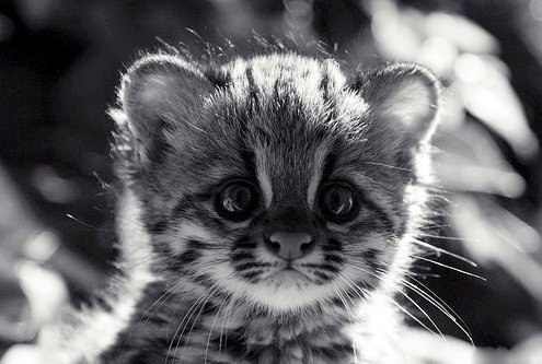 Елизавета Цай | Жодино