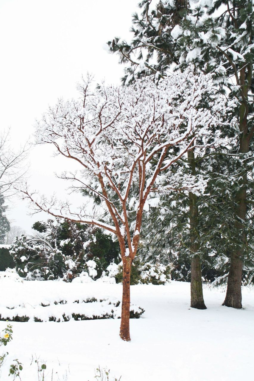 Irina Bairamian | London