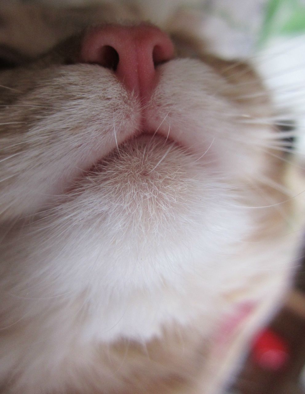 Анечка Шиповская | Москва