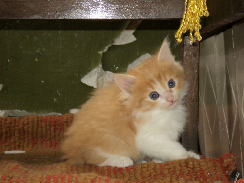 Павел Пашкин | Мукачево