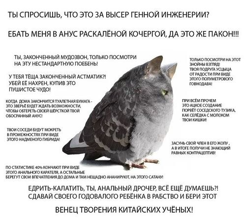 Uncle Lebedinets Kohl | Санкт-Петербург