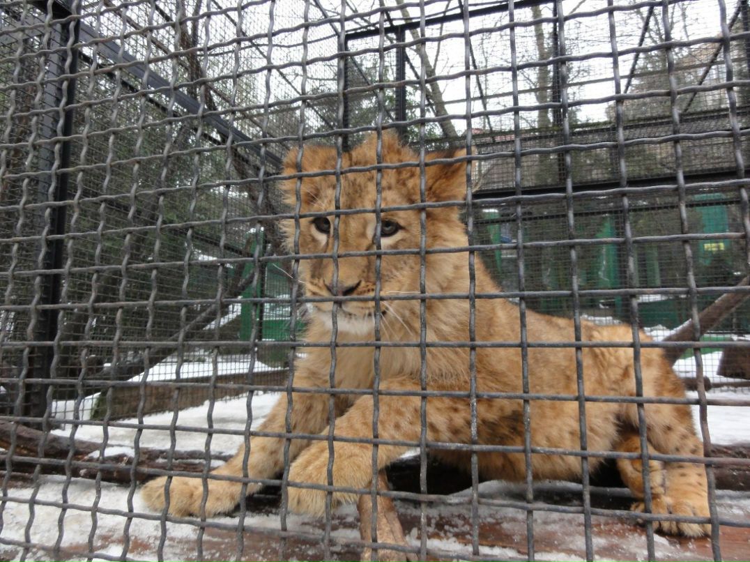 Евгения Левченко | Севастополь