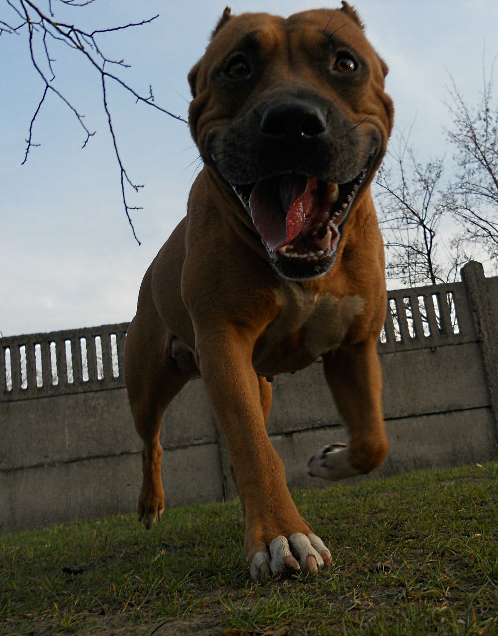 Олег Грушко | Каменское / Днепродзержинск