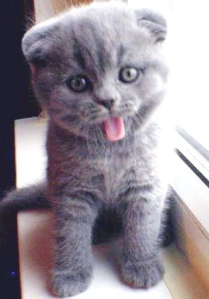 №17, Антоха Котарев, Киев №17, Антоха Котарев, Киев