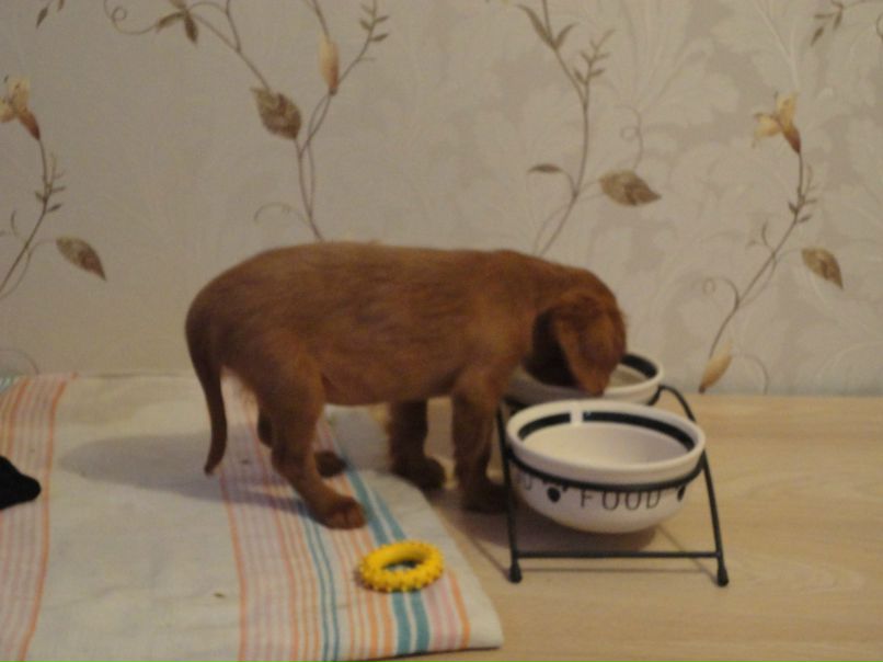 Иванко Лебедик | Санкт-Петербург