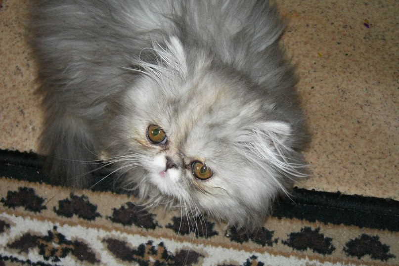 Ксения Храмцова | 