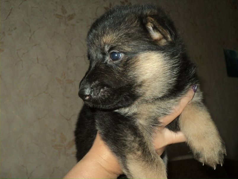 №5, Ярослав Бондарь №5, Ярослав Бондарь