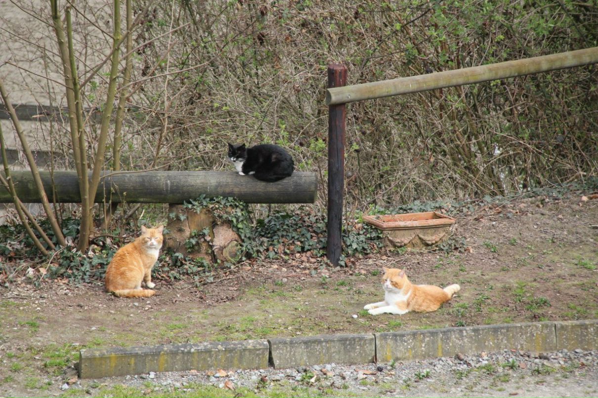 Надежда Седакова | Раменское